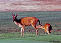 Odocoileus hemionus